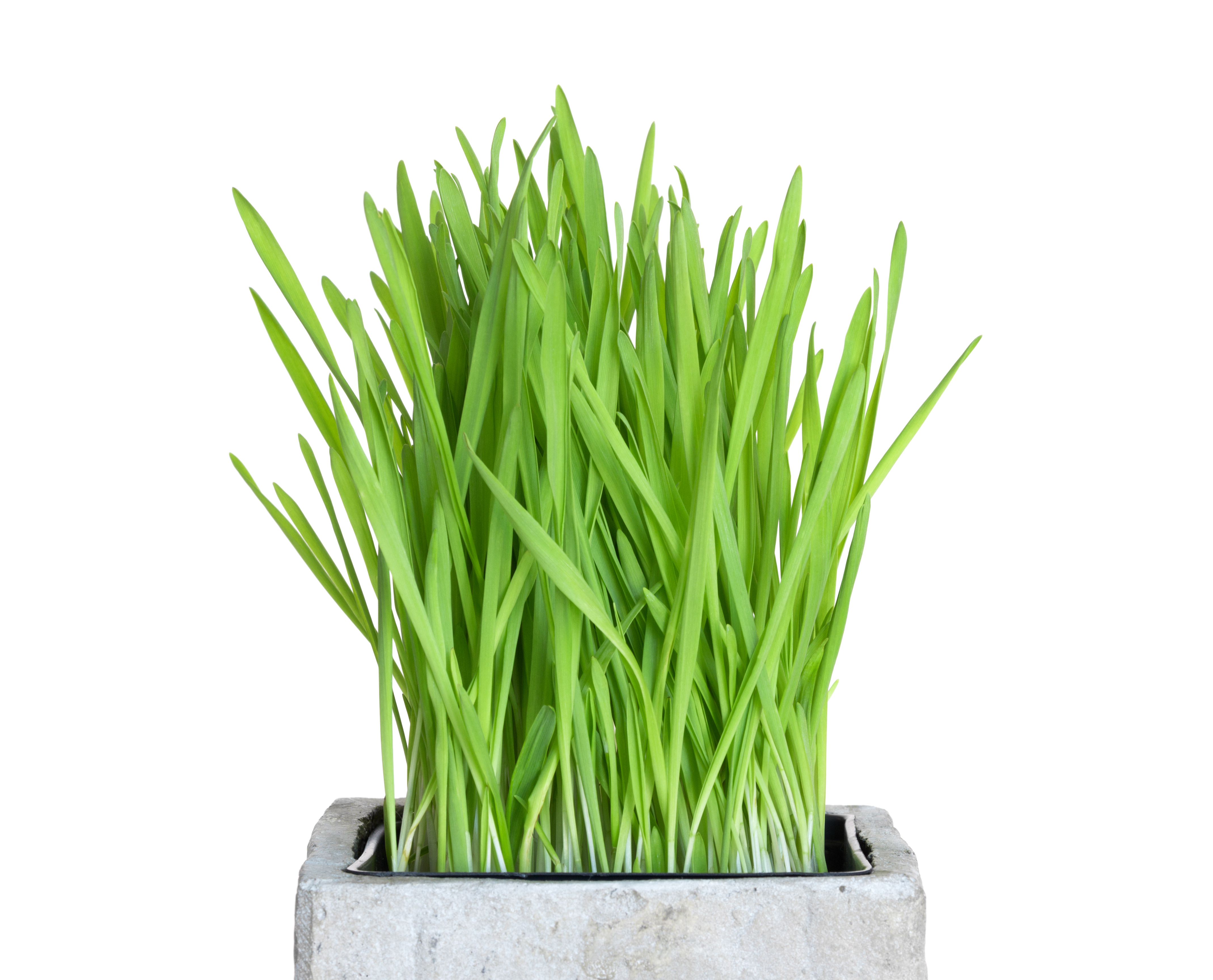 1615374519-3 Wheatgrass.jpg